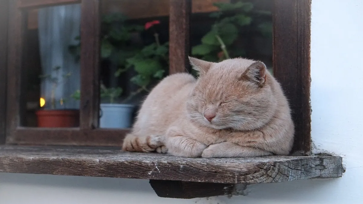 Are Indoor Azaleas Toxic to Cats?