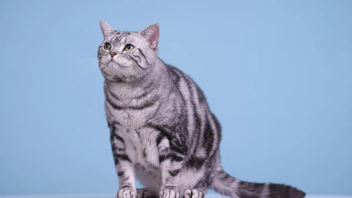 Inducing Vomiting in Cats: What Vets Actually Use