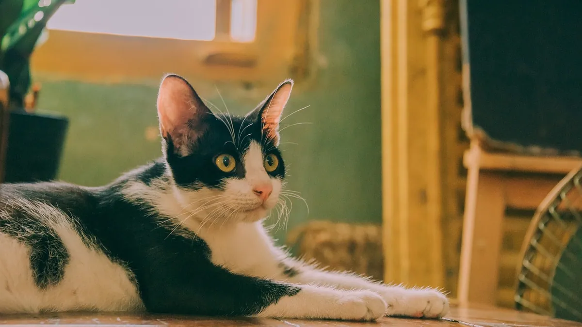 Insulin Side Effects in Cats: Hypoglycemia and More