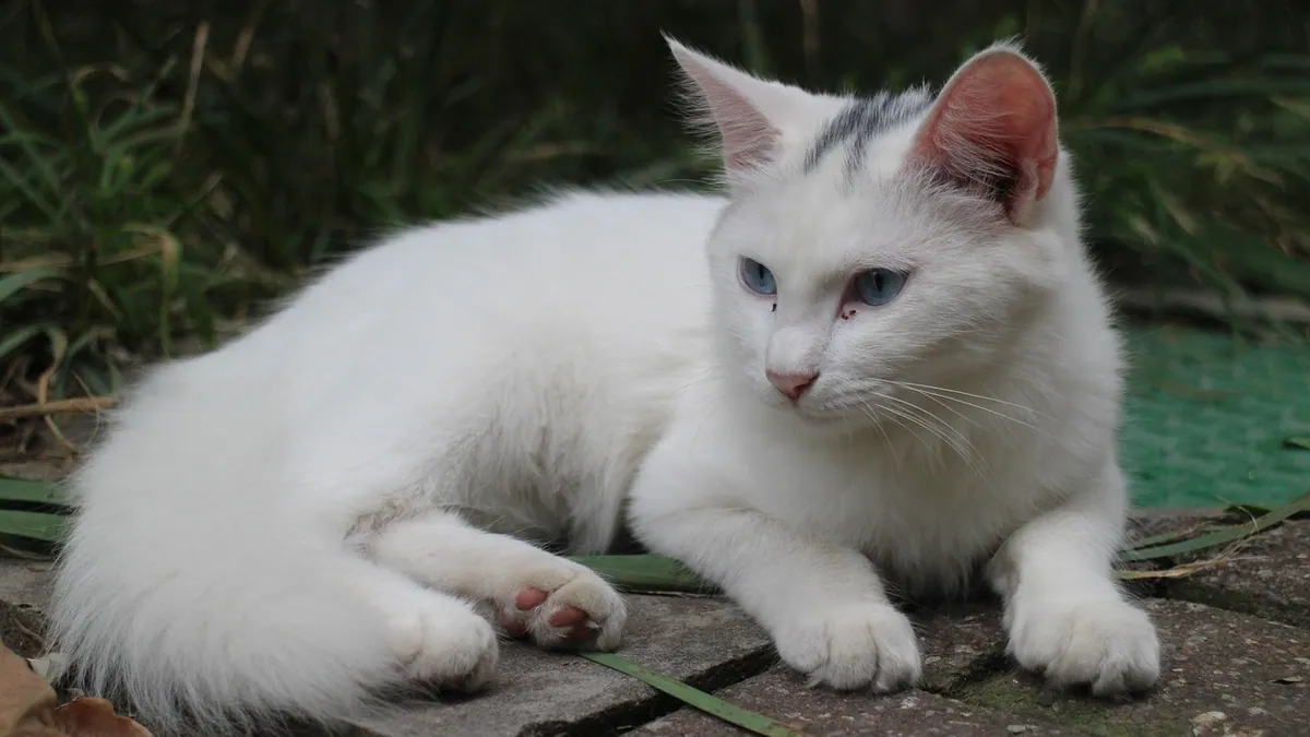 Interceptor for Cats: Side Effects, Sizes, and Dosing