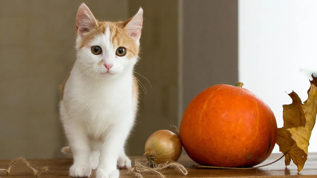 Interceptor Dewormer for Cats: What It Treats and Safety