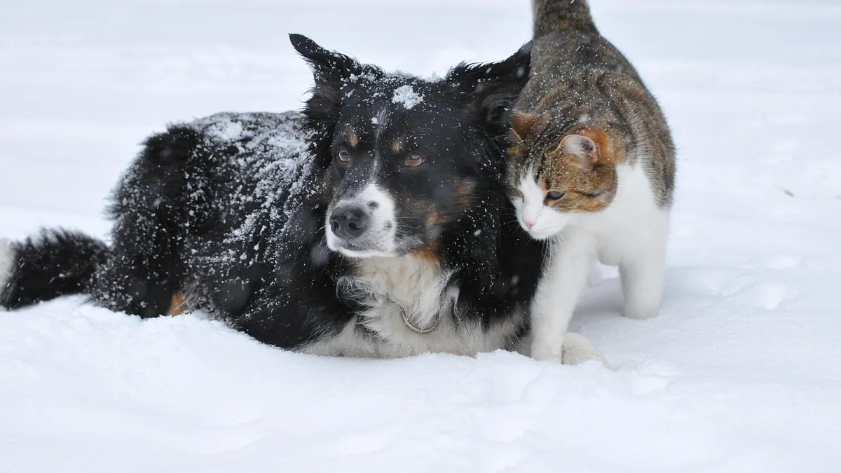 Interceptor for Dogs and Cats: Uses and Differences