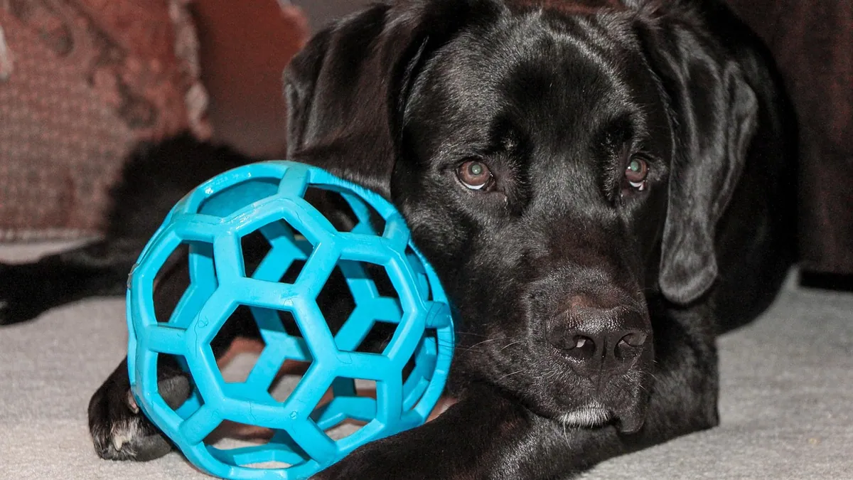 Interceptor for Dogs: Ingredients and How It Works