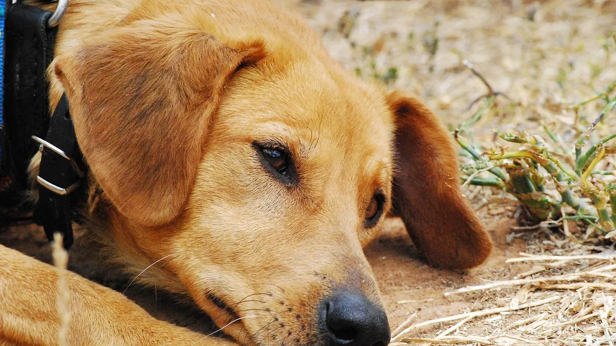 Interceptor for Dogs Side Effects: What Owners Should Know