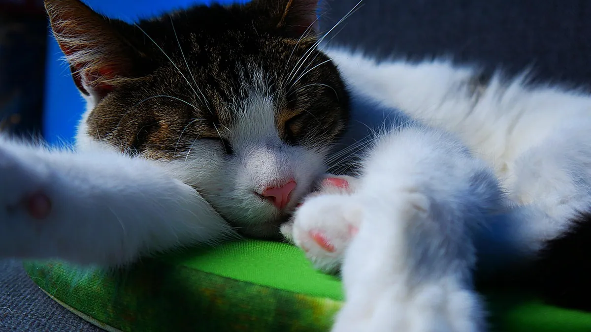 Interceptor for Heartworm Prevention in Cats