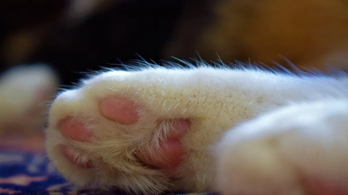 Interdigital Cyst in Cats: Treatment and Home Care