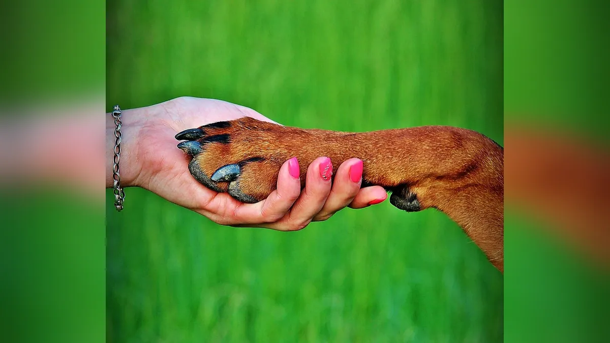 Interdigital Cysts in Dogs: Causes, Signs, and Treatment
