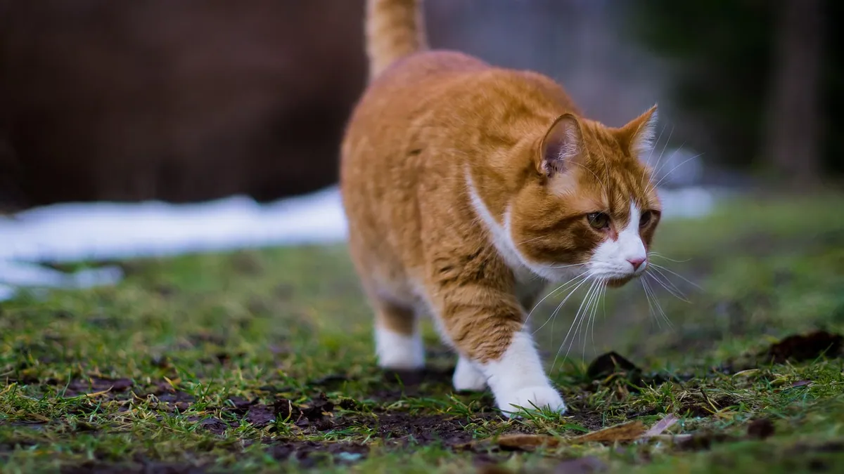 Intervertebral Disc Disease in Cats: Signs and Treatment