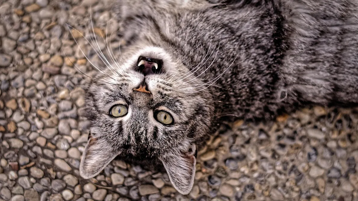 Are Iron Pills Toxic to Cats?