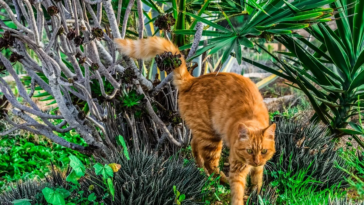 Is Cactus Toxic to Pets? What Dog and Cat Owners Should Know