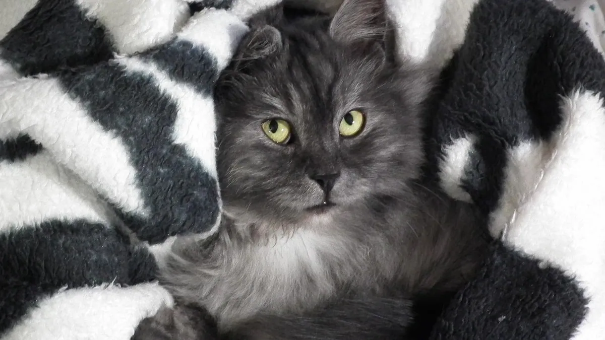 Is Cat Hair Bad for You? Allergies, Asthma, and Pregnancy