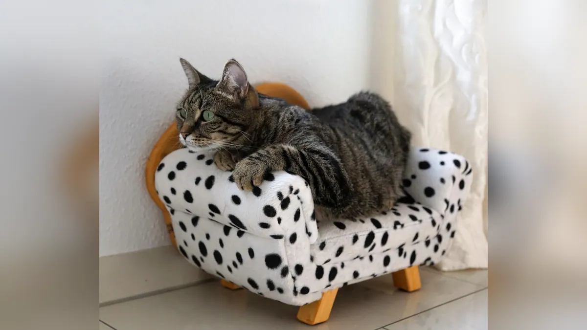 Is Cat Pneumonia Contagious to Other Cats?