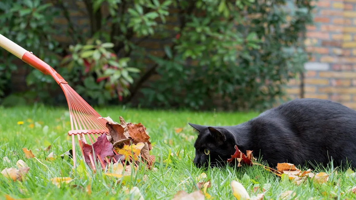 Is Cat Poop Toxic? Risks to People, Dogs, and Gardens