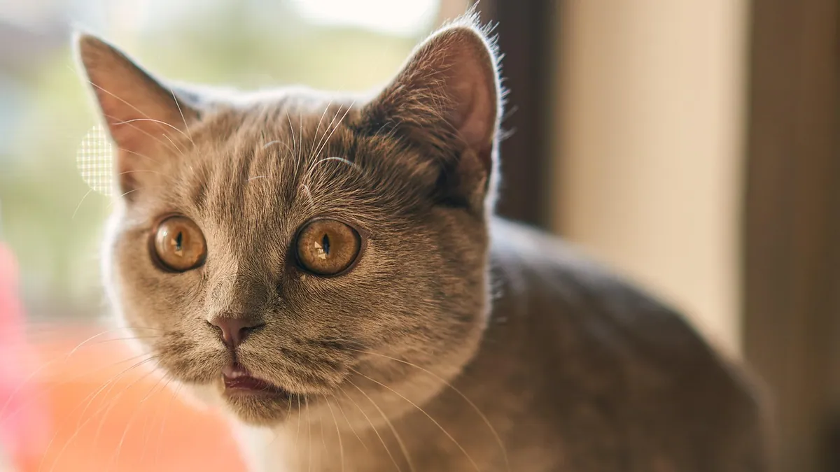 Is Stomatitis in Cats Contagious to Other Pets or People?