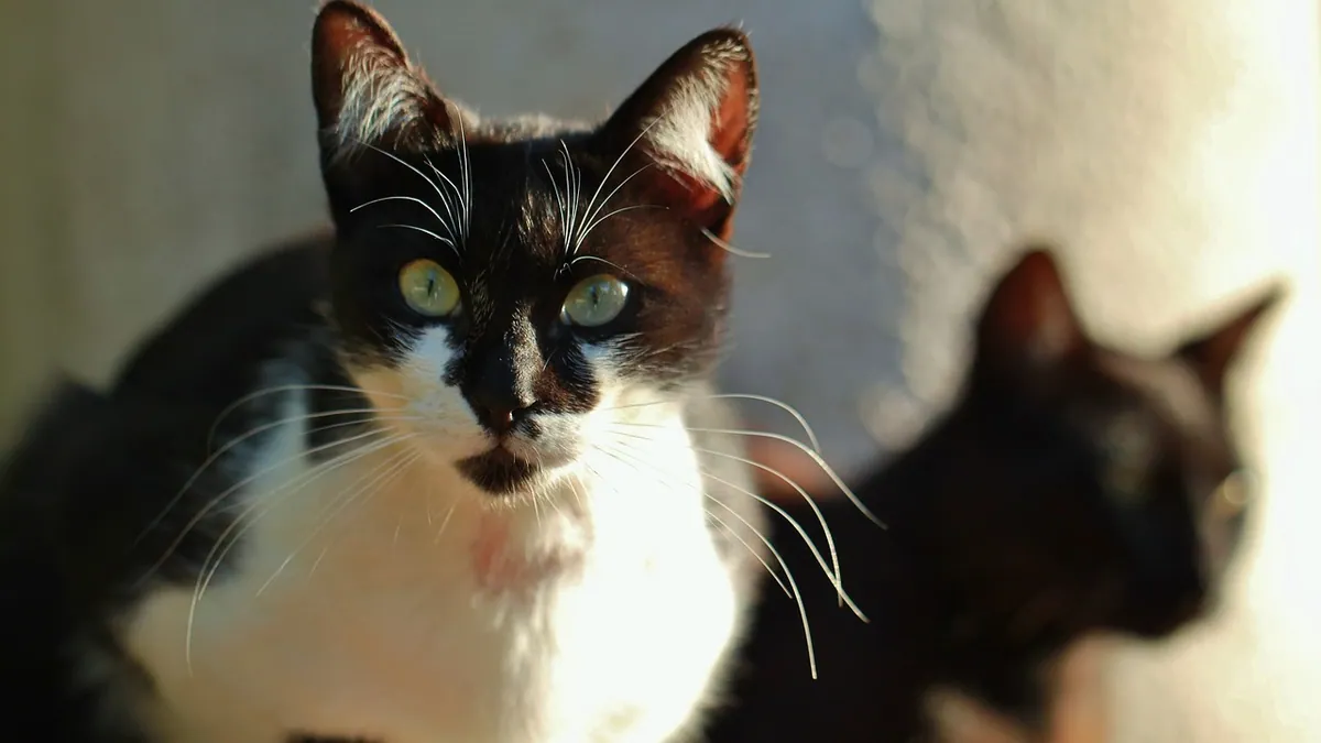 Is Cat URI Contagious to Other Cats? How It Spreads