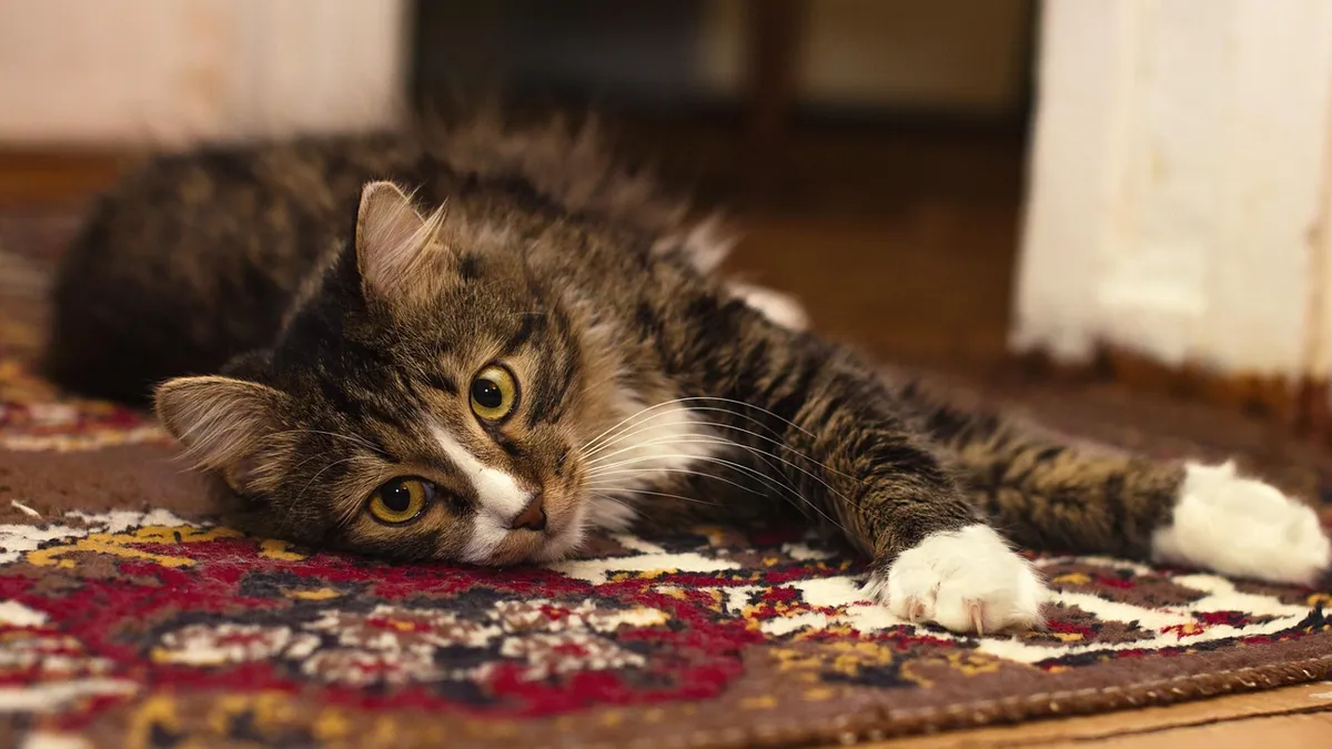 Is Cat Urine Toxic? Health Risks and Safe Cleanup