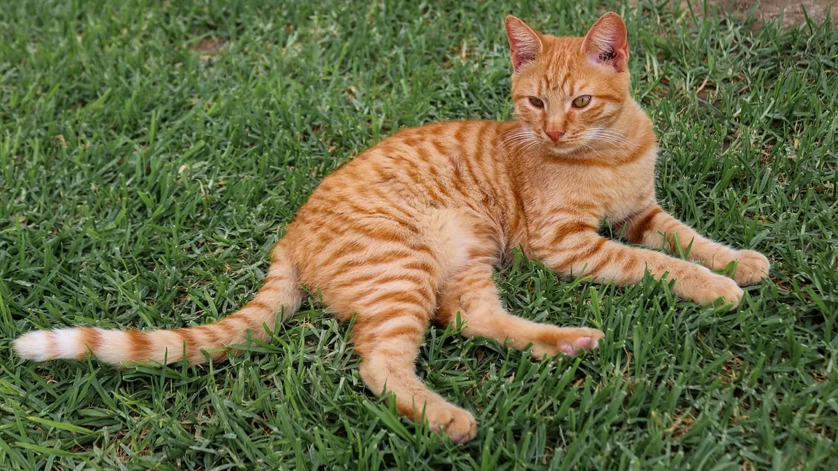 Is Colitis in Cats Contagious to Other Pets?