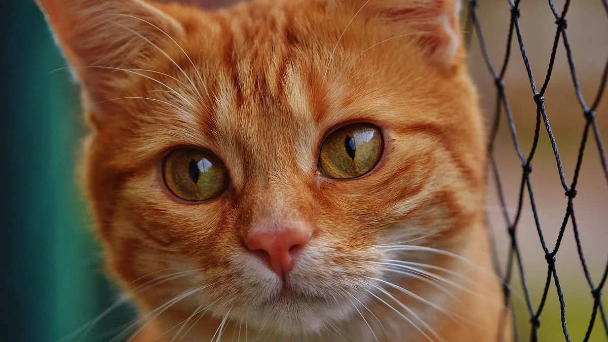 Is Conjunctivitis in Cats Contagious? What to Know