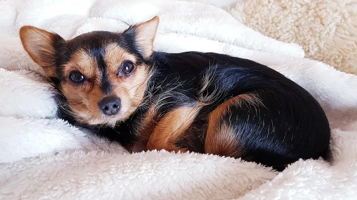 Is Dog Euthanasia Painful? What the Process Feels Like
