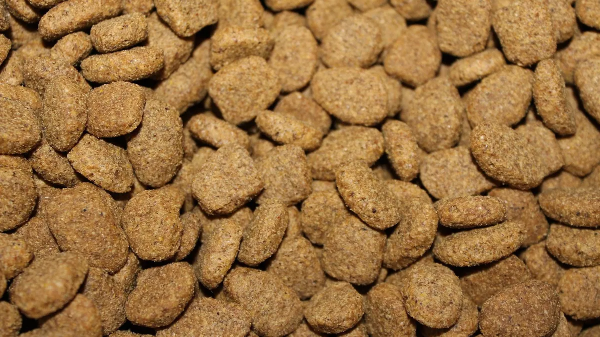 Is Dog Kibble Bad for Dogs? What the Evidence Says