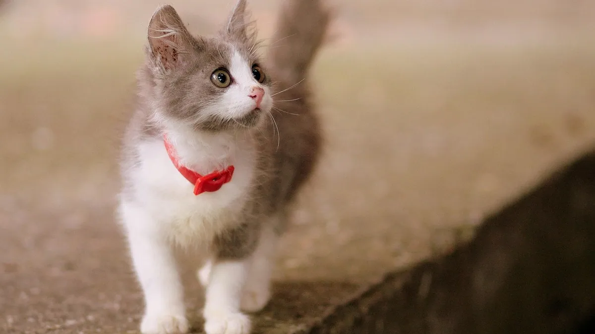 Is Fipronil Safe for Cats? Dosing and Risks