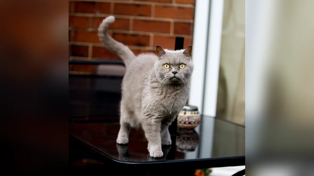 Is Garlic Powder Toxic to Cats? Doses and Symptoms