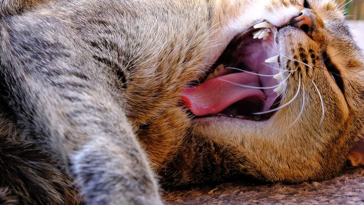 Is Gingivitis in Cats Contagious? What You Need to Know