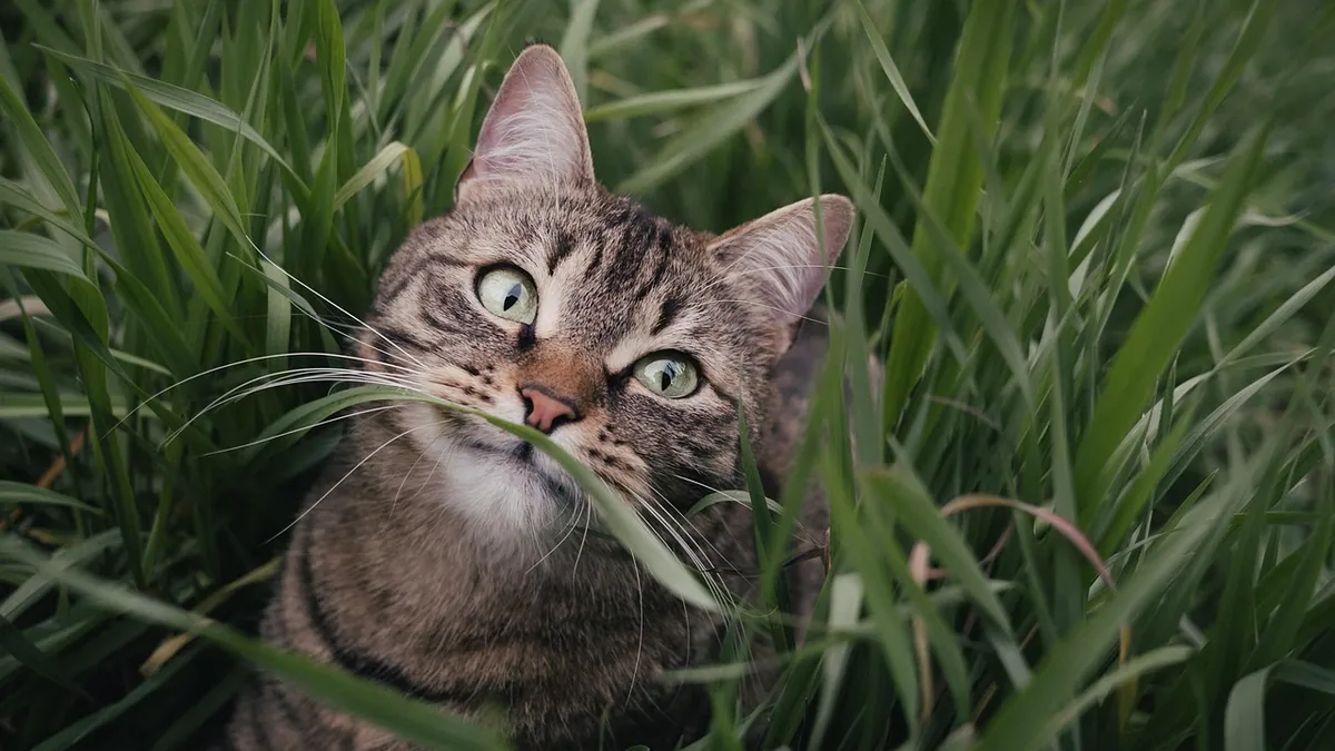 Is Grass Safe for Cats to Eat? Cat Grass and Seeds