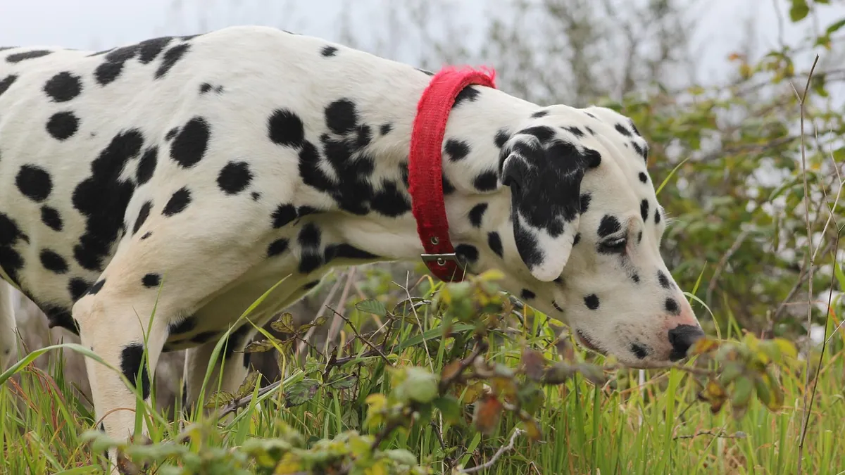 Is Hoya Toxic to Dogs? What to Do If Your Dog Eats One