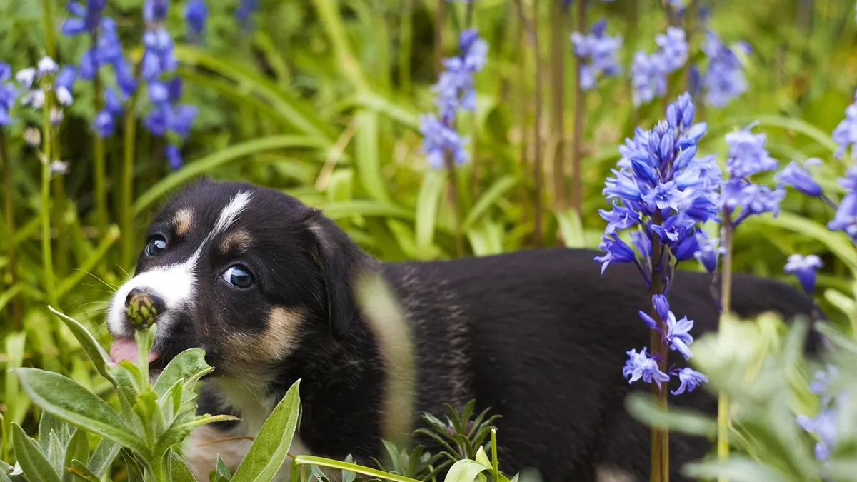 Is Hyacinth Toxic to Dogs? Bulbs, Scent, and Safety