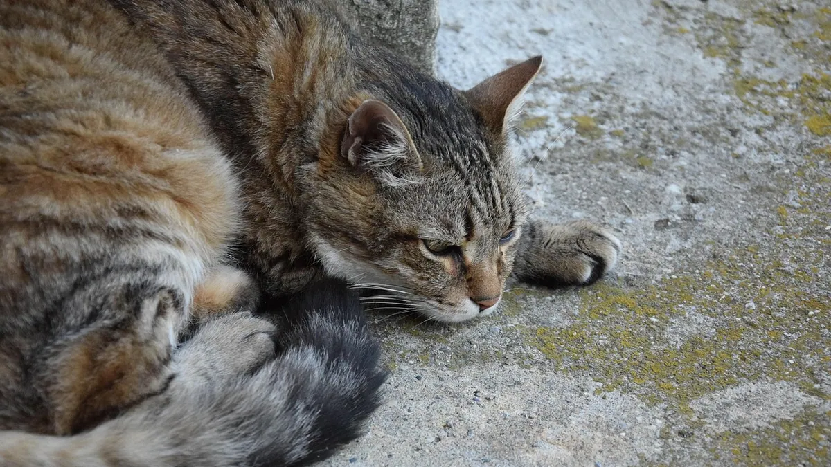 Is Iodine Safe for Cats? Vet-Reviewed Uses and Risks