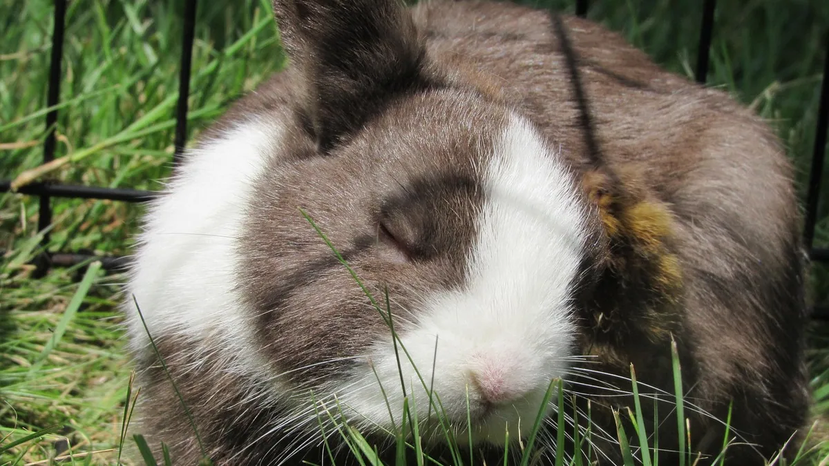 Is It Normal for Rabbits to Shed? What to Expect