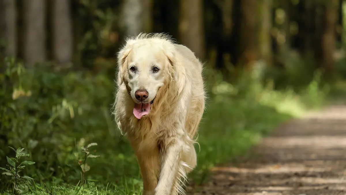 Is It Safe to Fast a Dog? When It Helps