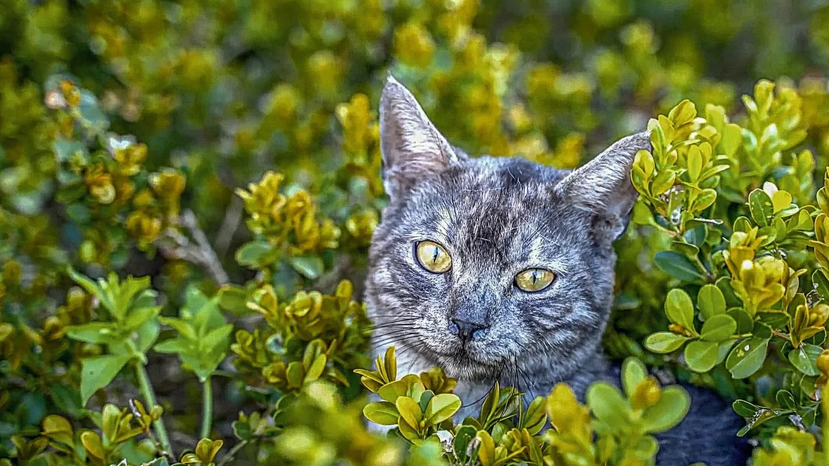 Is Ivy Toxic to Cats? English, Devil's and Swedish Ivy
