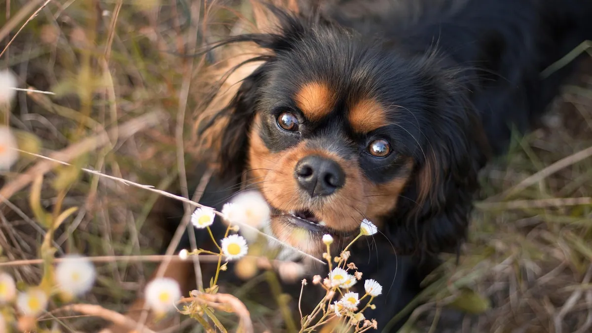 Is Kalanchoe Toxic to Dogs? Signs and What to Do