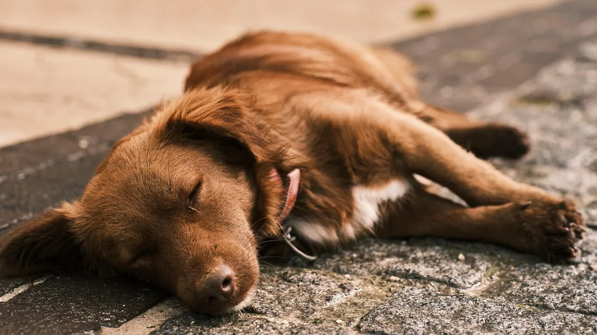 Is My Dog Sick or Just Tired? Signs That Matter