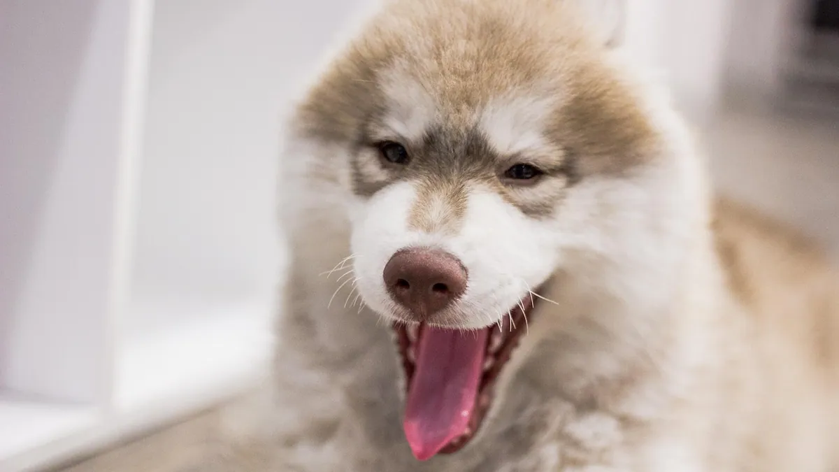 Is Pneumonia in Dogs Contagious to Other Pets?
