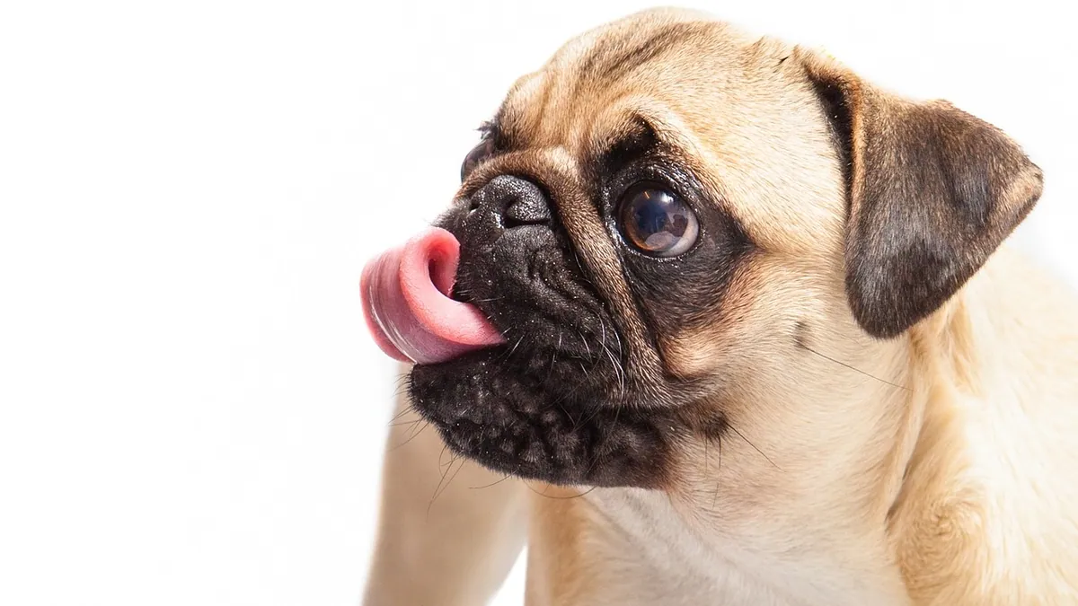 Is Pododermatitis in Dogs Contagious to Other Pets?