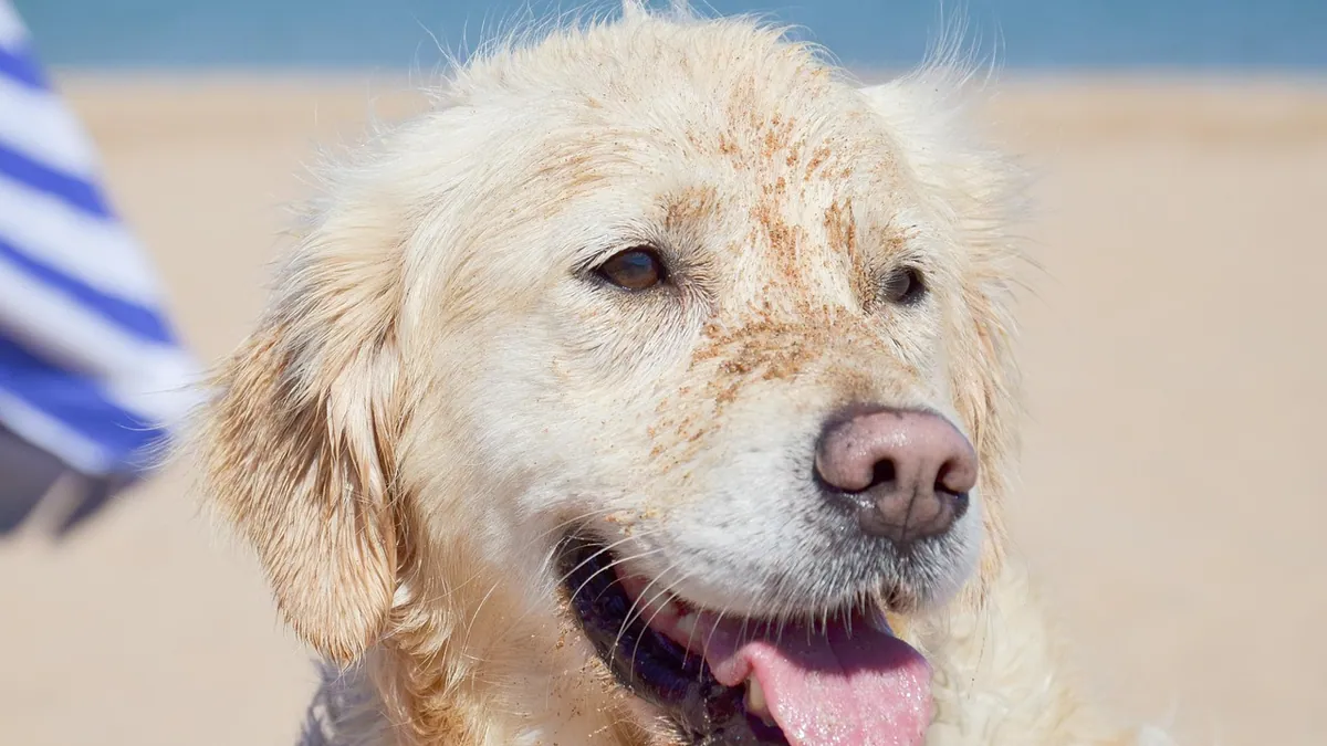 Is Pyoderma in Dogs Contagious to Other Dogs or People?