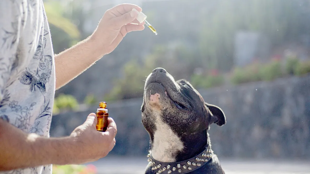 Is Tea Tree Oil Safe for Dogs? Toxicity and Allergy