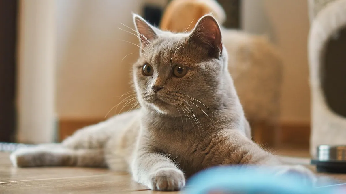 Is Vaseline Safe for Cats? Nose, Eyes, Wounds, and Skin