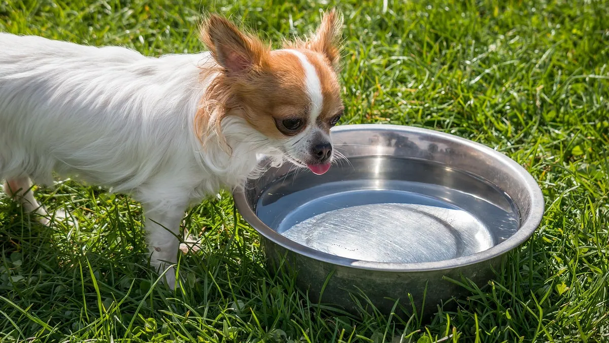Is Xanthan Gum Safe for Dogs? Allergy and Dose