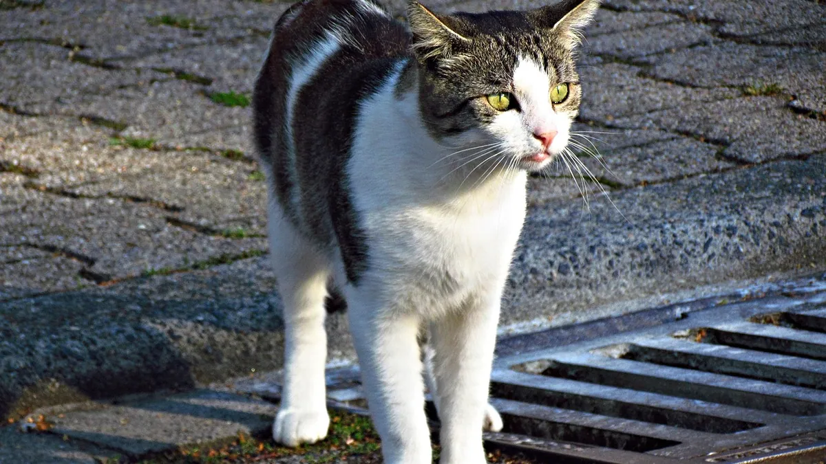 ITP in Cats: Immune-Mediated Platelet Destruction Explained