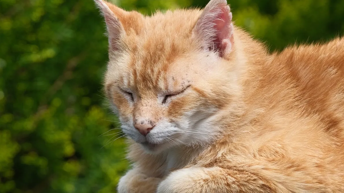 Itraconazole Side Effects in Cats: What to Watch For
