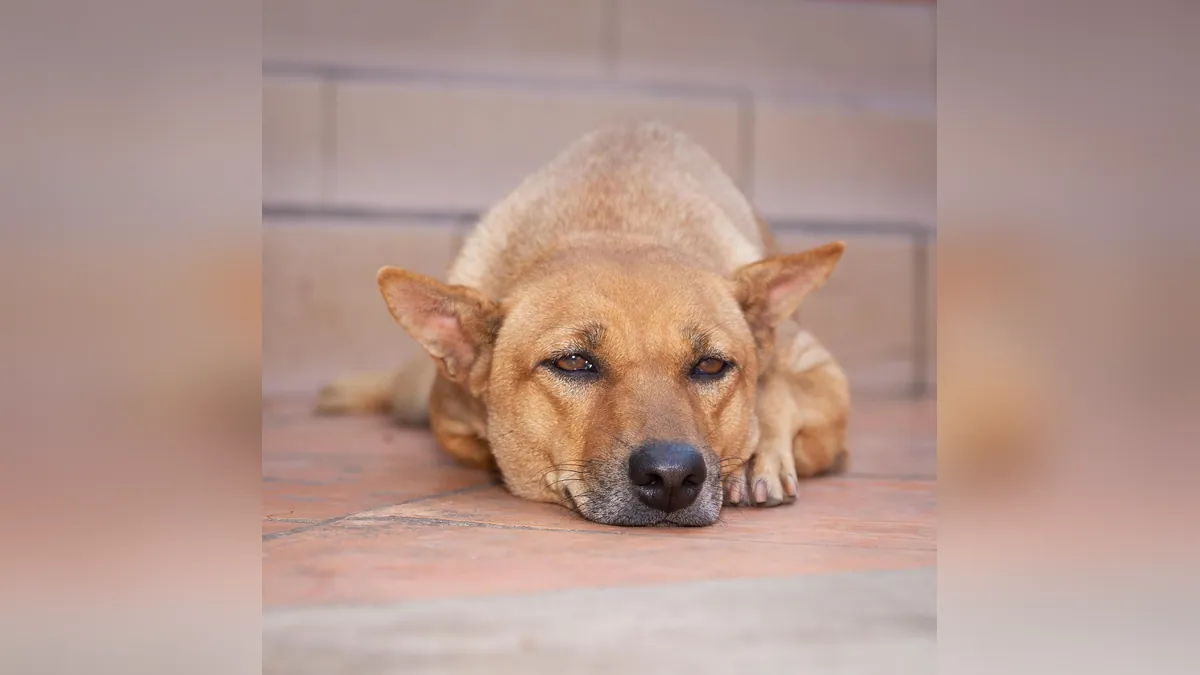 Itraconazole Side Effects in Dogs: What to Watch