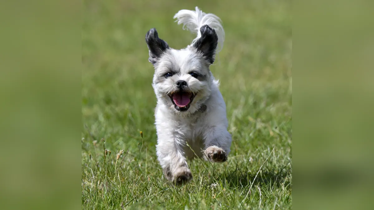 Ivermectin and Selamectin for Dog Heartworm Prevention