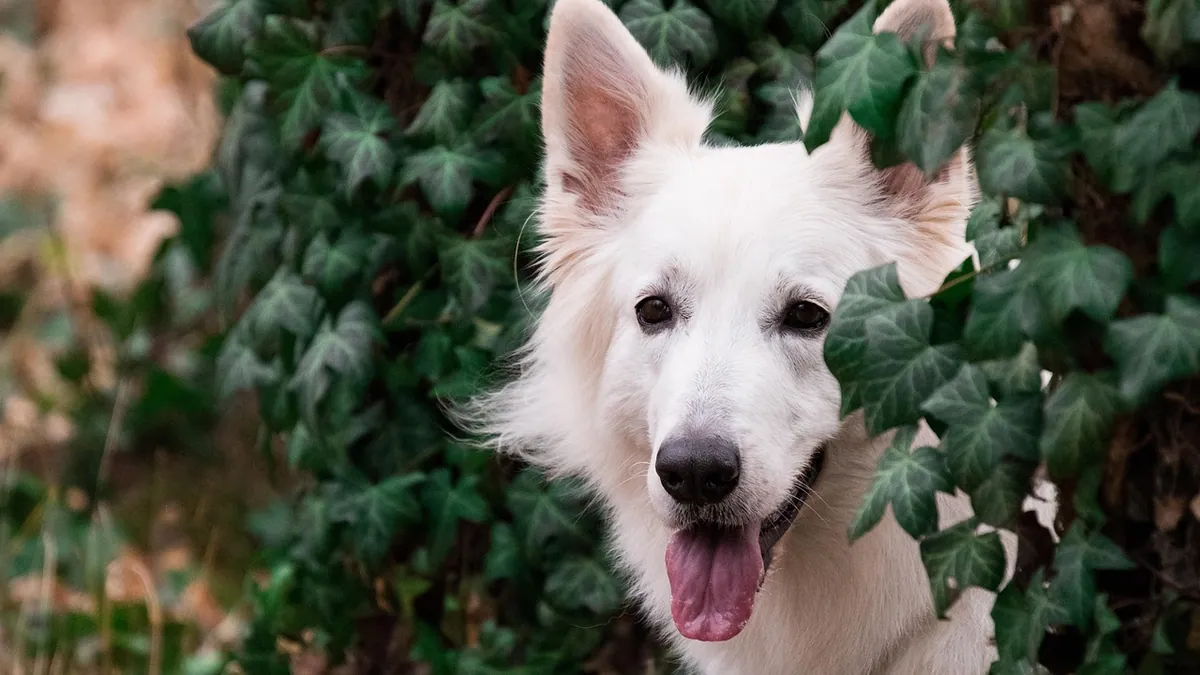 Is Ivy Toxic to Dogs and Cats? What Owners Should Know
