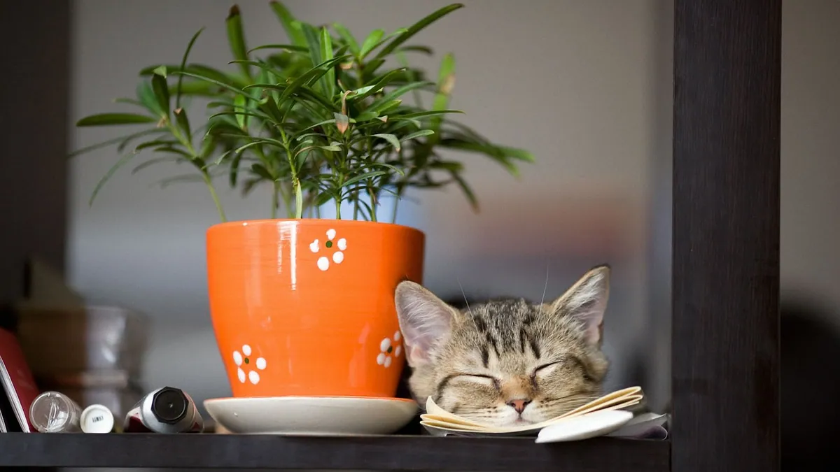 Are Jade Plants Toxic to Cats? Crassula Safety Facts