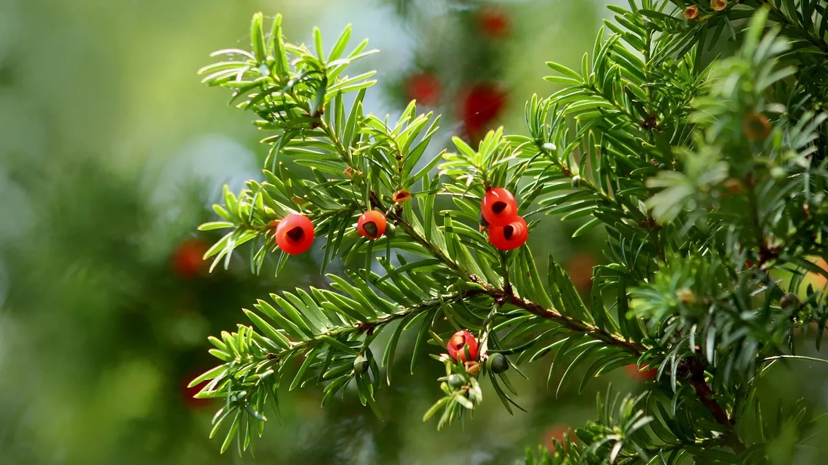 Is Japanese Yew Toxic to Dogs? Deadly Risk Explained