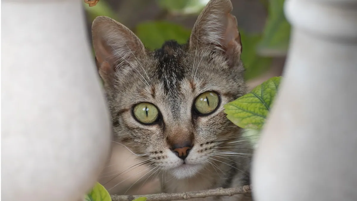 Is Jasmine Essential Oil Toxic to Cats? Diffuser Safety